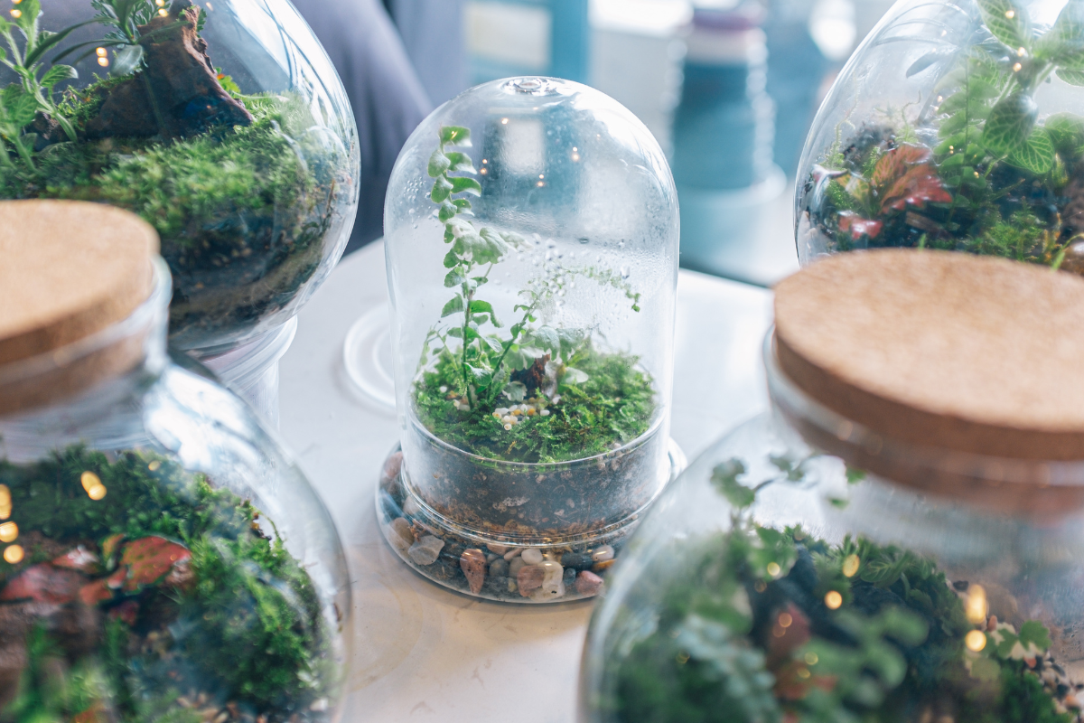 self-watering pots for indoor plants Starter Kit | Self-watering Pot for Indoor Plants