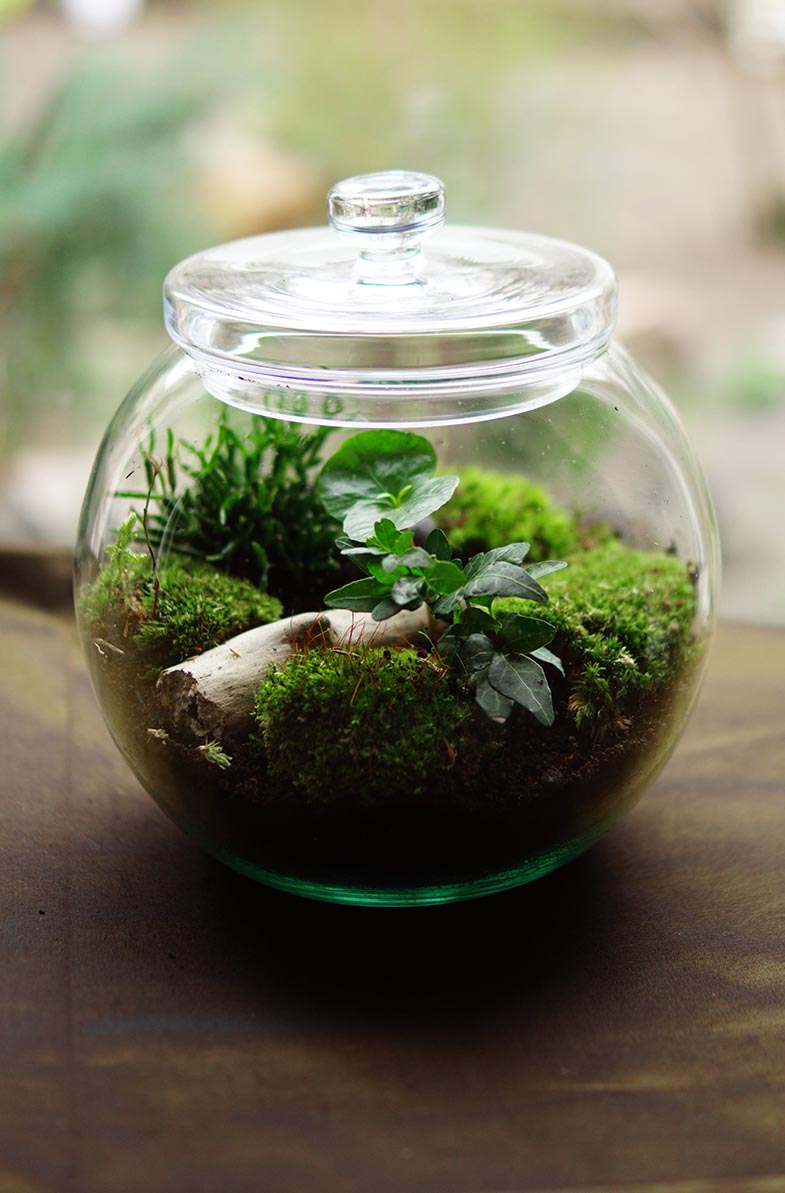 Optimal Placement for Closed Terrariums: A Comprehensive Guide for a T –  Terrarium Kit
