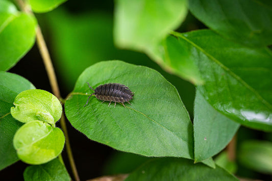 The Impact of Overpopulating Closed Terrariums with Isopods and Springtails