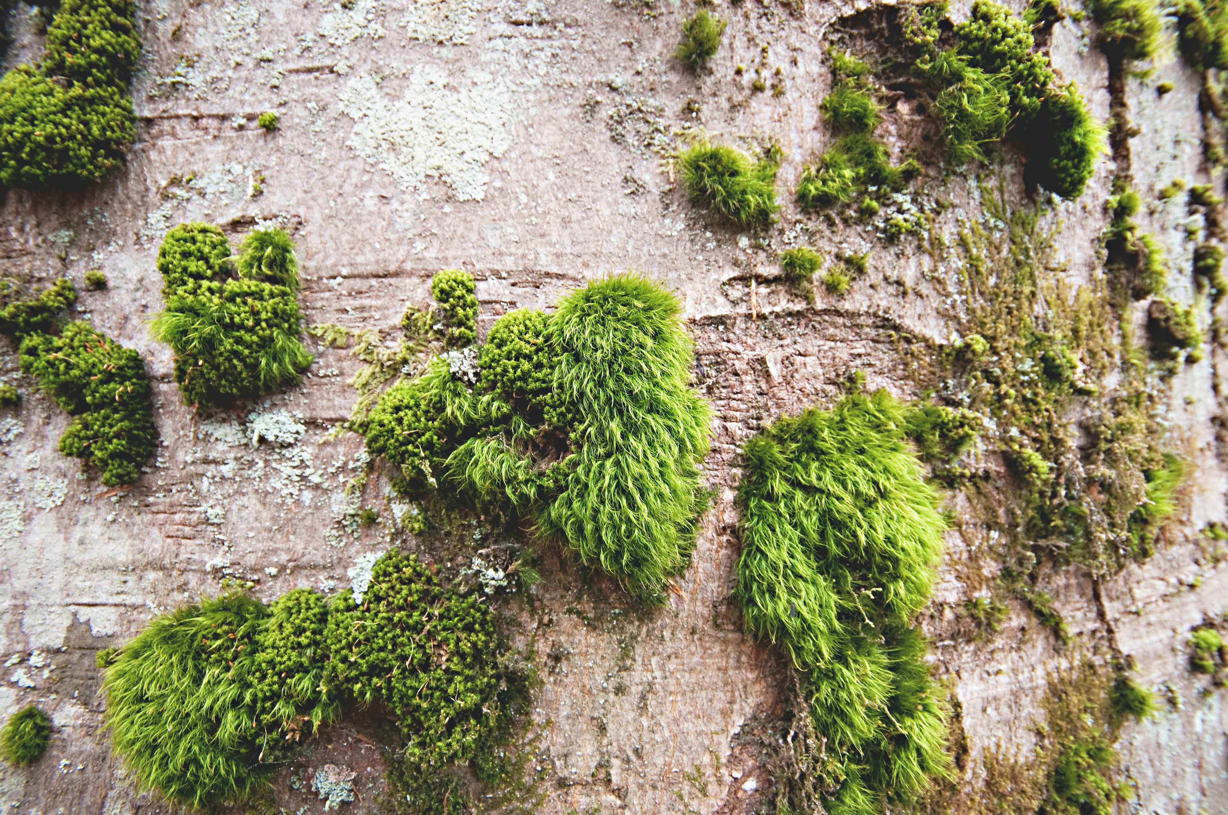 Unveiling the Verdant World Choosing the Best Moss for Your