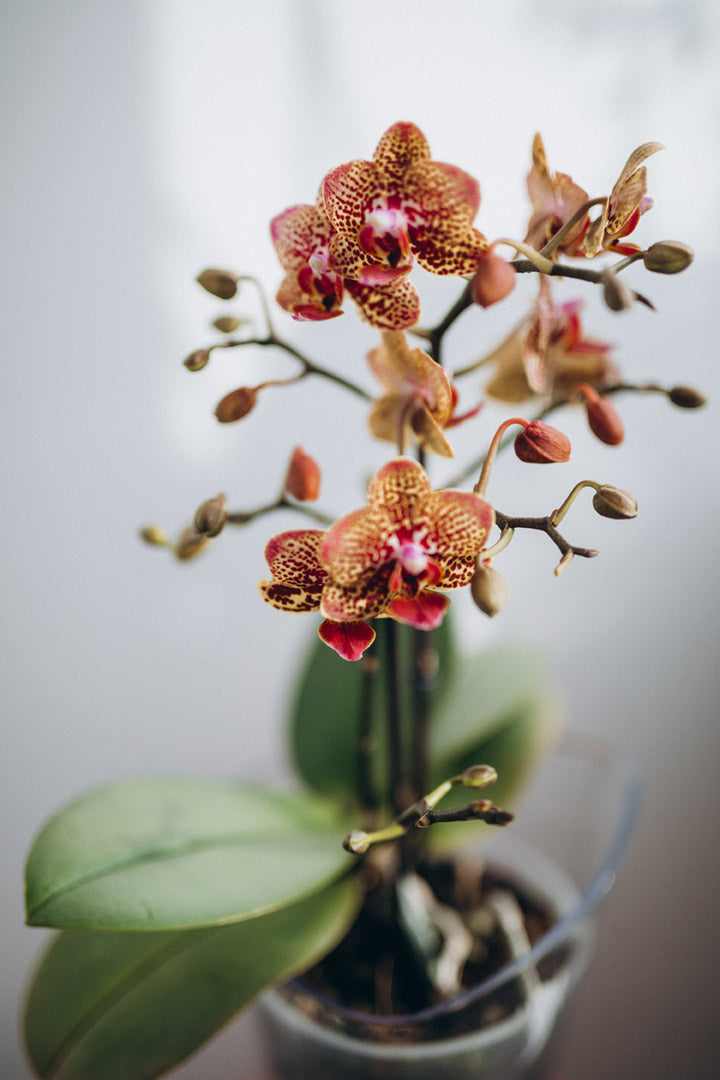 Orchids in Closed Terrariums Managing Low Humidity for Healthy