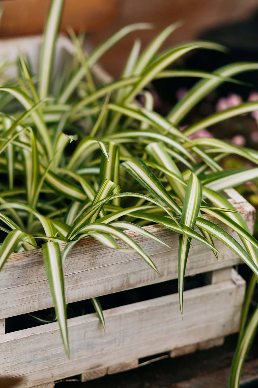 money tree plant ikea Money Tree Twisted Trunk (Pachira aquatica)
