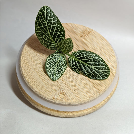 Nerve Plant Seedling (Fittonia) - 5 Colours