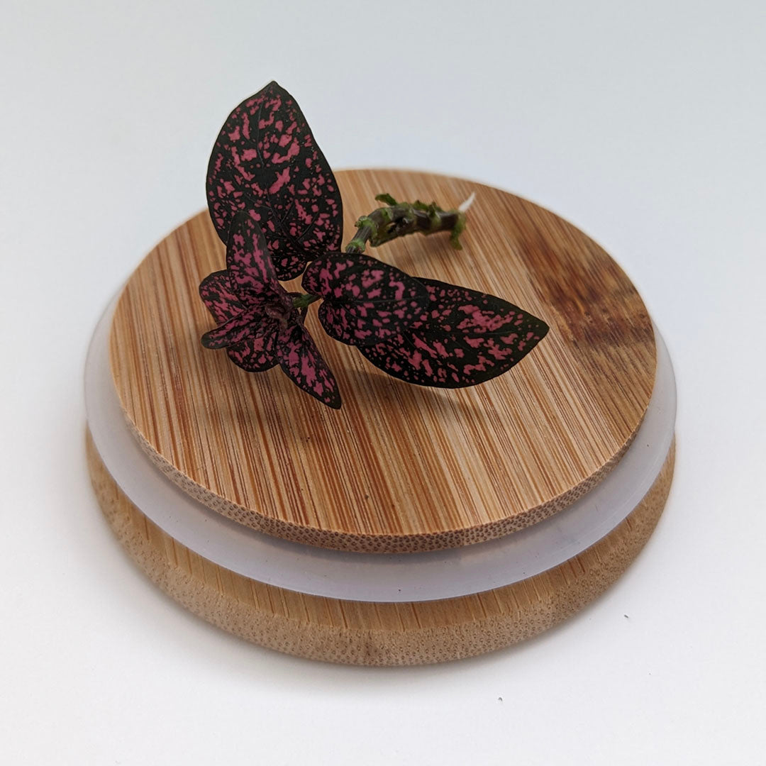 Polka Dot Plant Seedling (Hypoestes) - 3 Colours