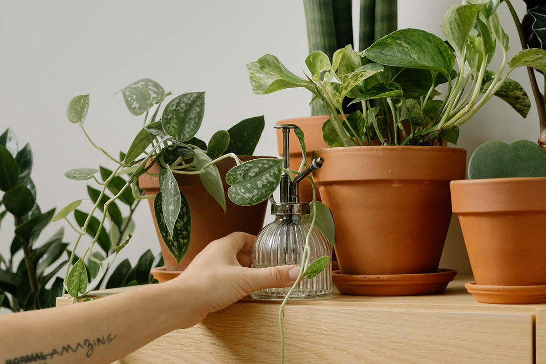 Common Mistakes to Avoid When Building Your DIY Closed Terrarium