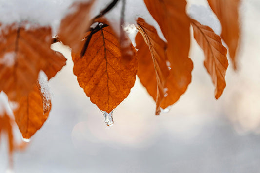 Seasonal Maintenance for Closed Terrariums: Keeping Your Miniature Ecosystem Thriving Year-Round