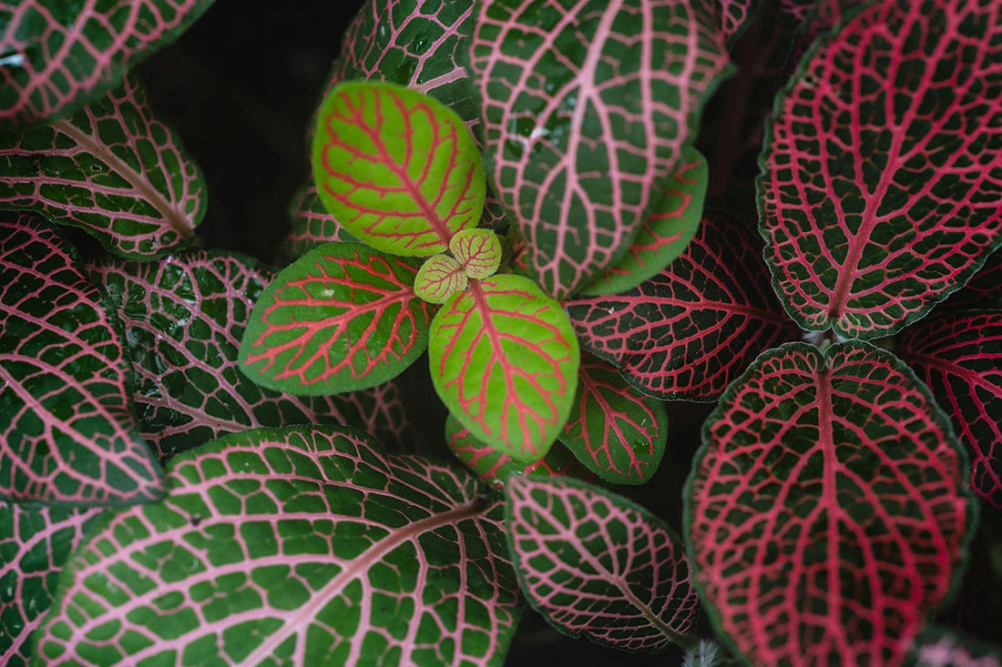 Top 10 Plants Perfect for Closed Terrariums