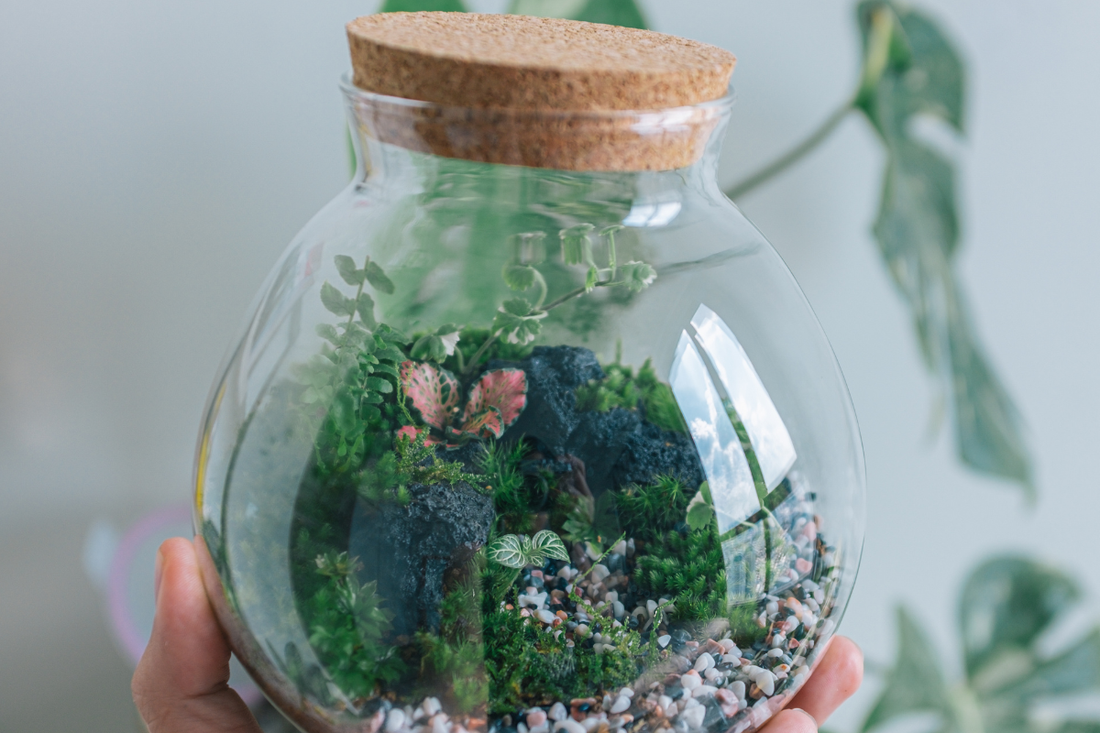 Why Closed Terrariums Are the Ultimate Low-Maintenance Plant Hobby