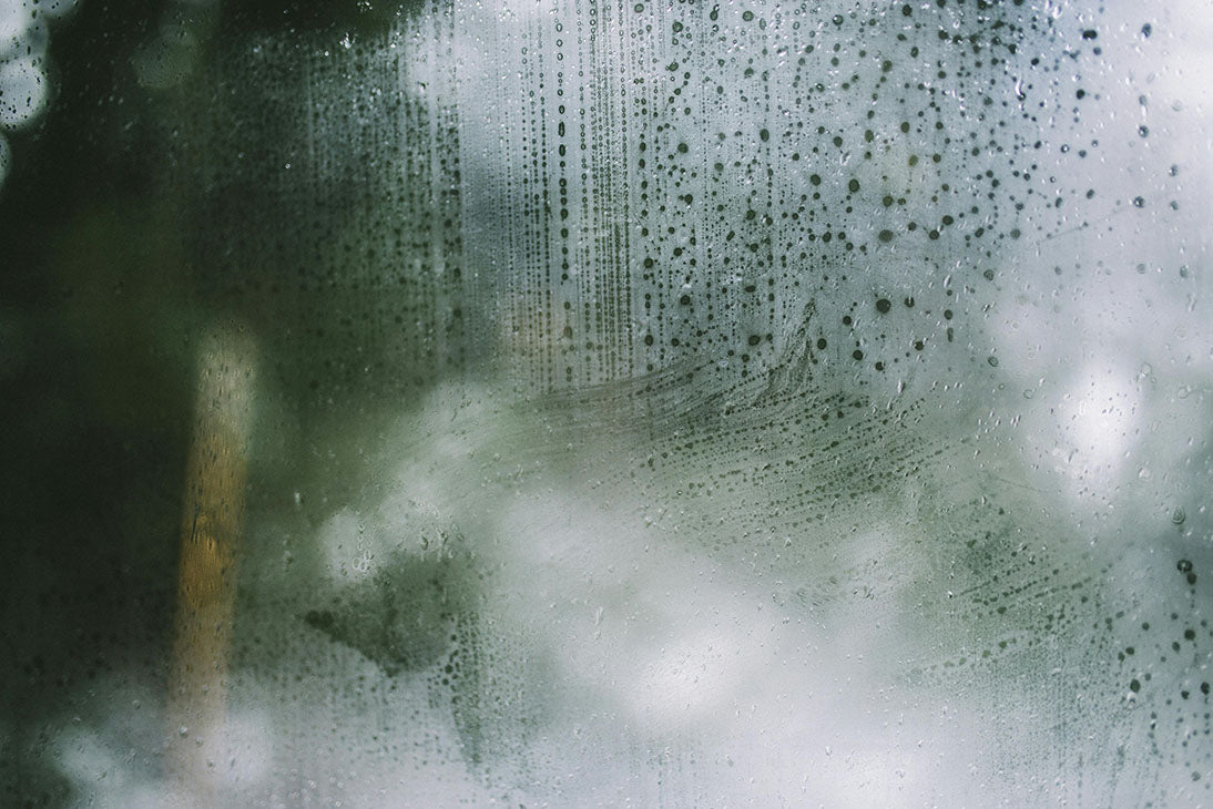 Why Is My Terrarium Fogging Up? Troubleshooting Tips You Need to Know