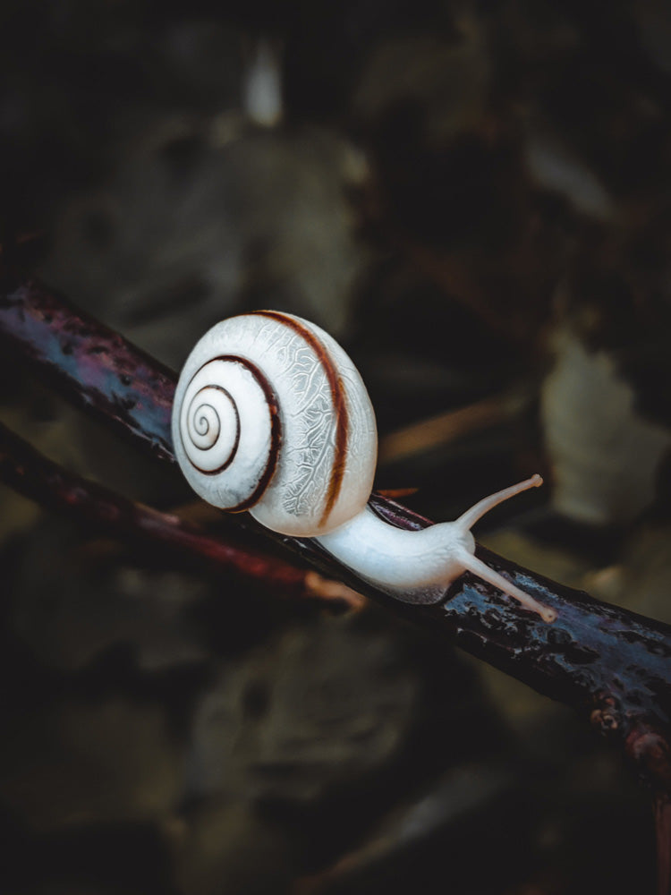 Discovering Bugs in Sealed Terrariums: Simple Guide to the Tiny World