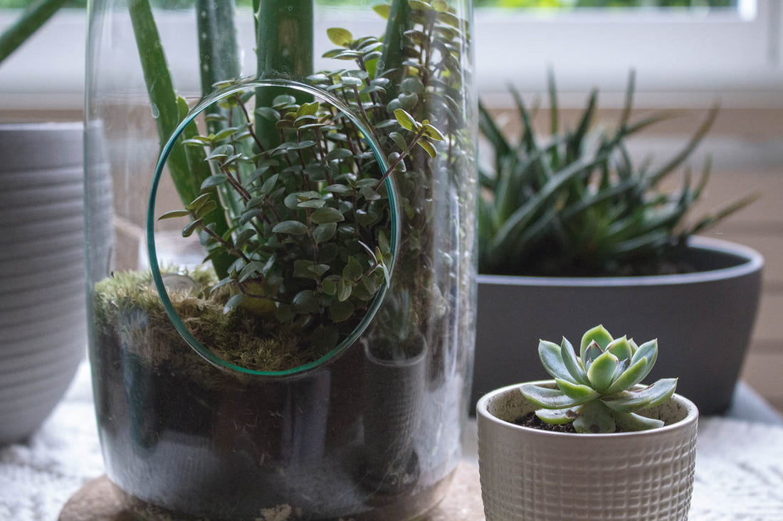 To Seal or Not to Seal: Unveiling the Secrets of Terrarium Care