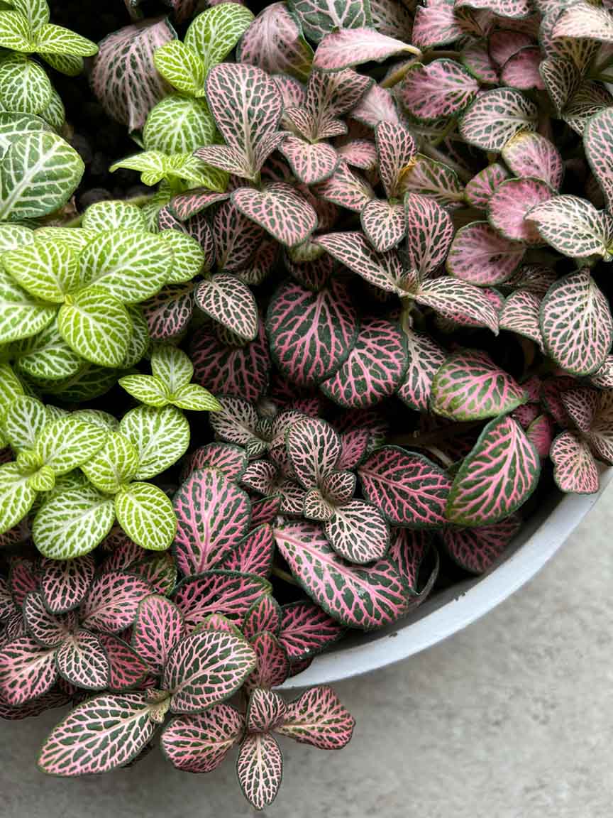 Nerve Plants vs. Polka Dot Plants: Choosing the Perfect Match for Your Sealed Terrarium