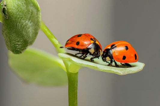 The 5 Best Bugs to Add to Your Sealed Terrarium