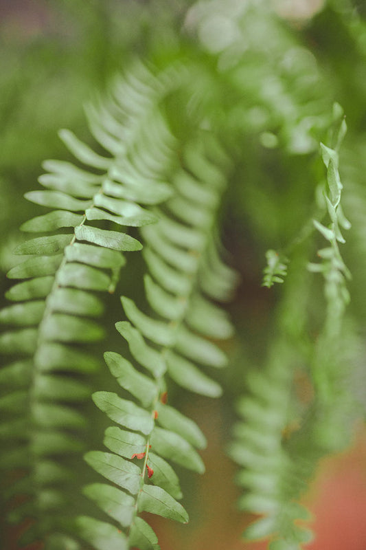 Flourishing Ferns: Top 7 Varieties for Your Sealed Terrarium Oasis