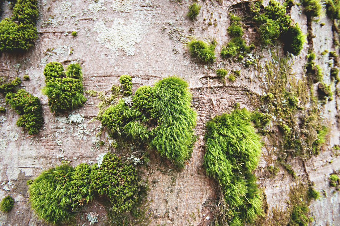 Unveiling the Verdant World: Choosing the Best Moss for Your Closed Terrarium