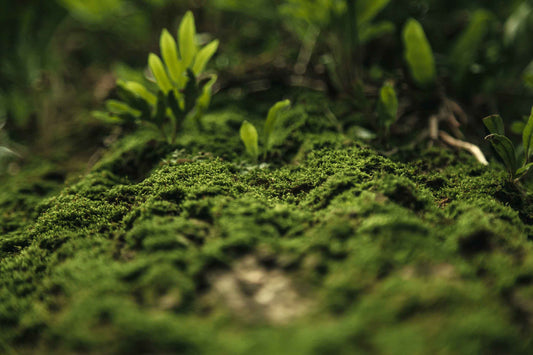 How to Grow Moss in Your Terrarium