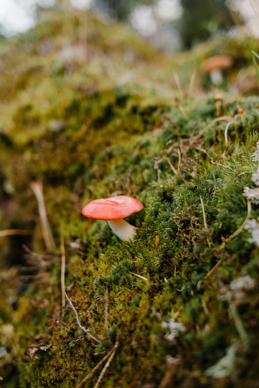 Where to Find Moss in the Wild: Inspiration for Sustainable Terrariums