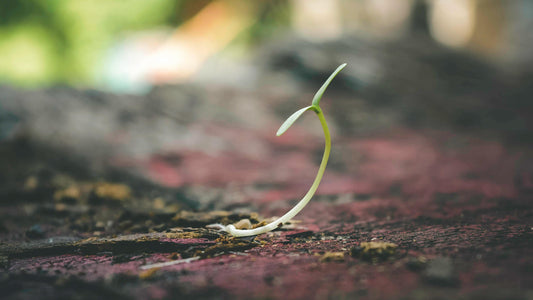 How Do Plants Grow in an Enclosed Terrarium: Unveiling the Mystery