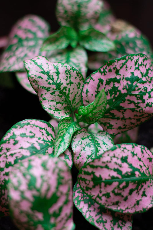 Tropical Splendor: A Comprehensive Guide to Choosing and Caring for an Array of Tropical Plants in Closed Terrariums