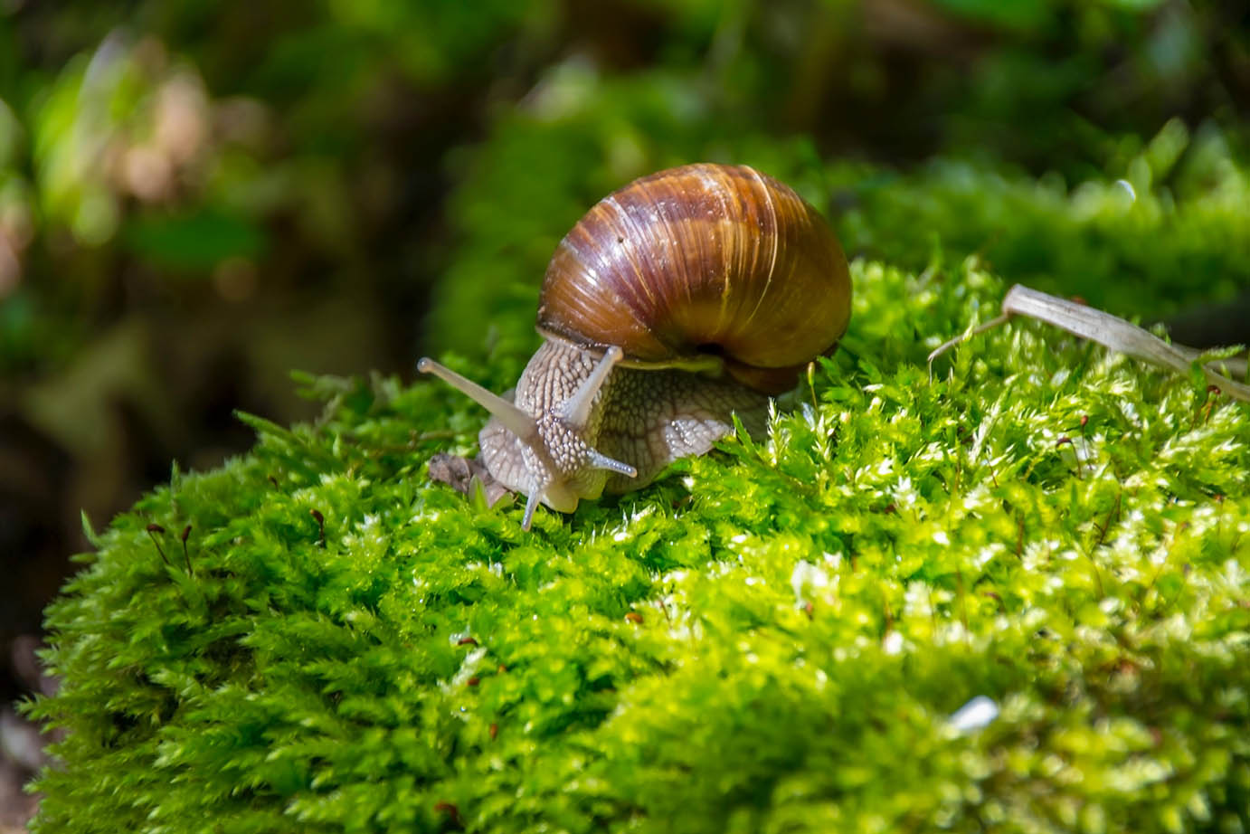 Cracking the Code Can Snails Really Hang Out in a Closed