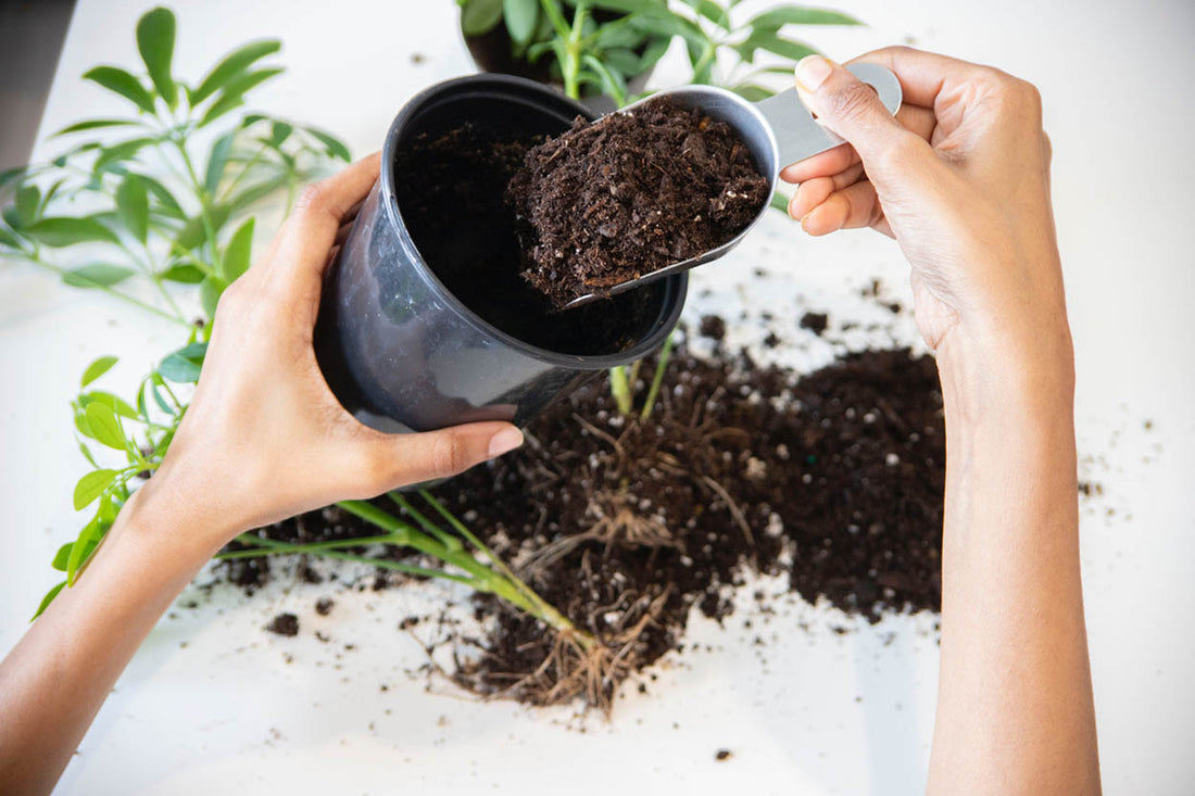 Navigating the Best Soil Options for Your Closed Terrarium – Terrarium Kit
