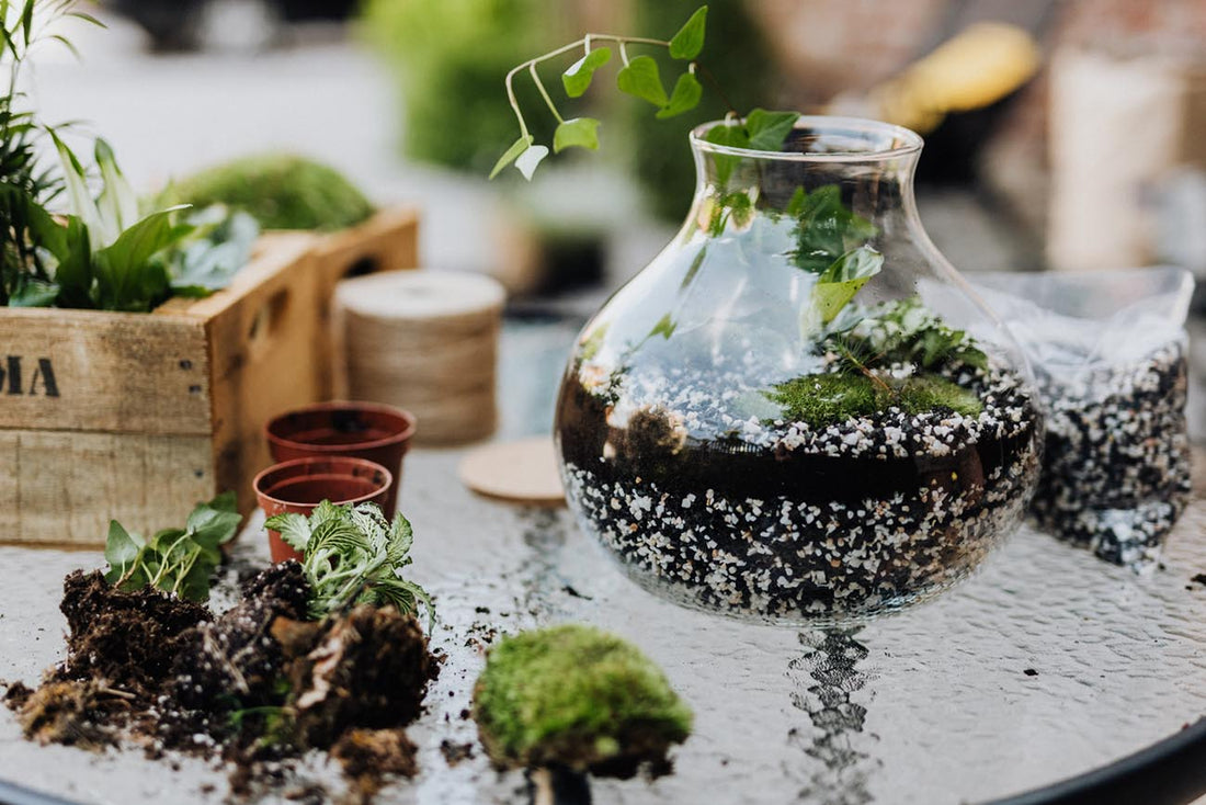 Terrarium Care And Maintenance – Tips On Caring For A Terrarium