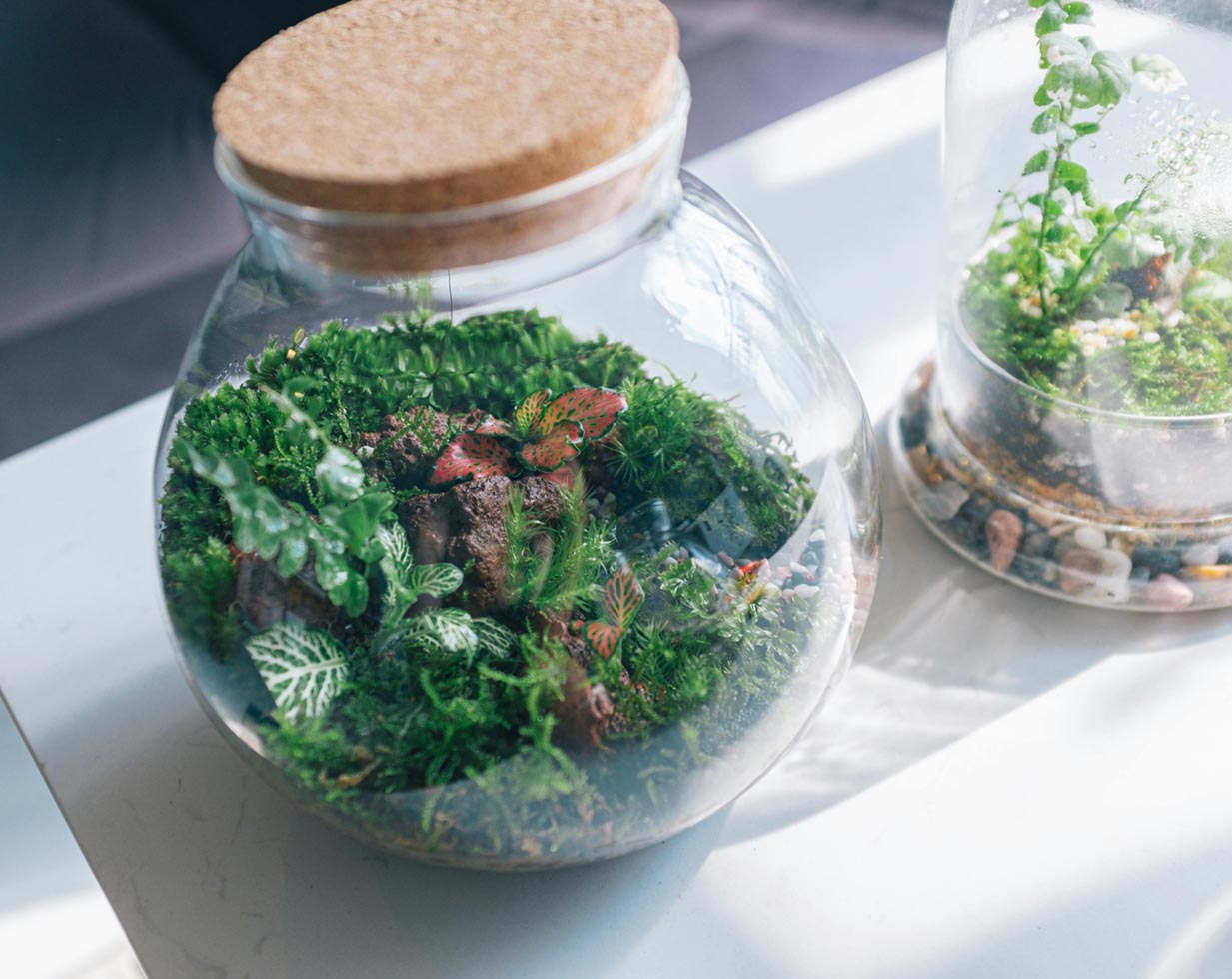 Terrium Examples Perfecting Layer Depths in a Sealed Terrarium: An Essential Guide ...