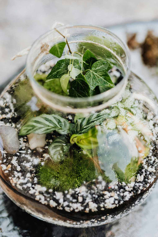 Closed Terrarium vs. Vivarium: Unraveling the Differences for Indoor Garden Enthusiasts