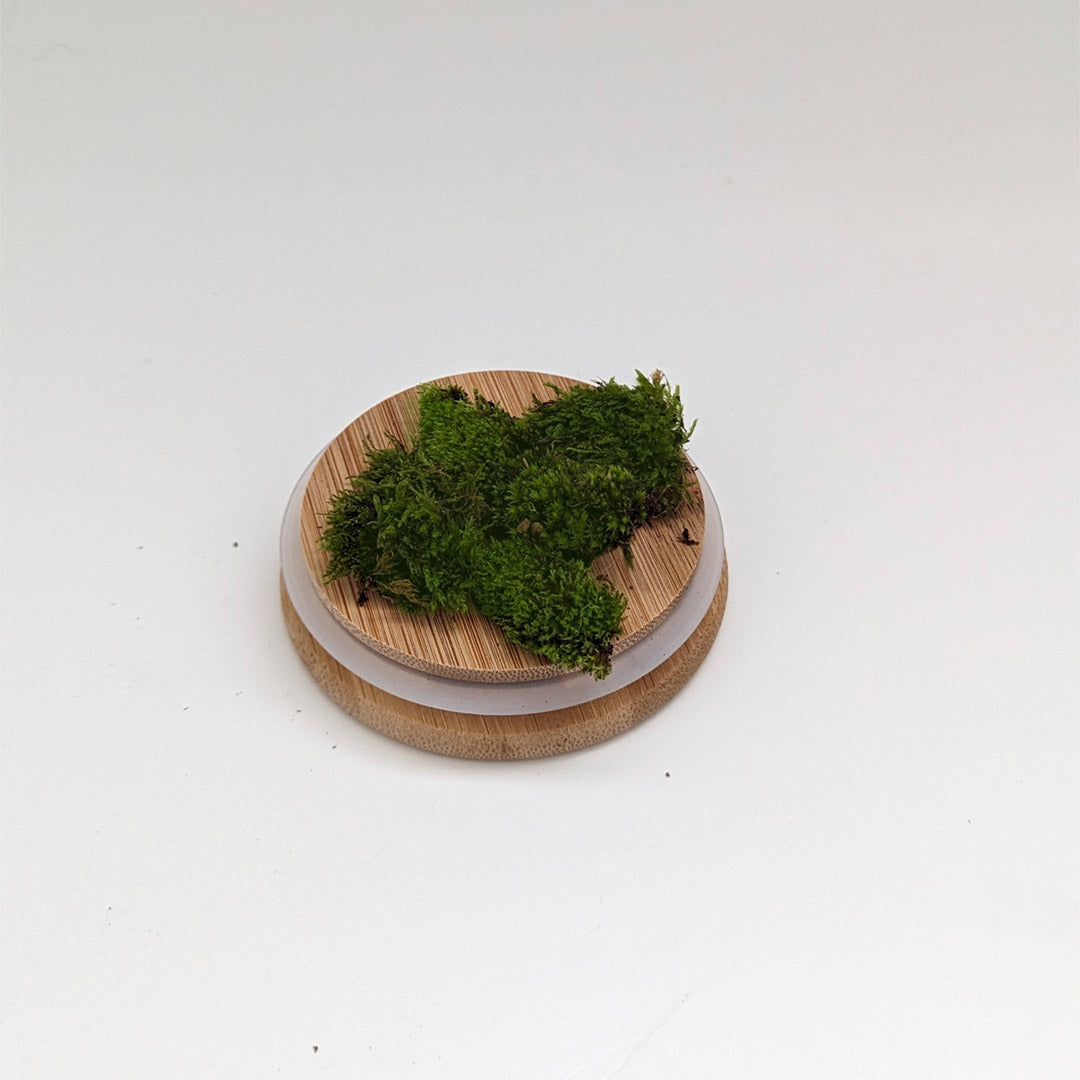 Easy Build Terrarium Kit Closed Top