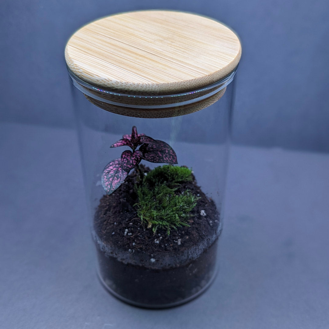 Easy Build Terrarium Kit Closed Top