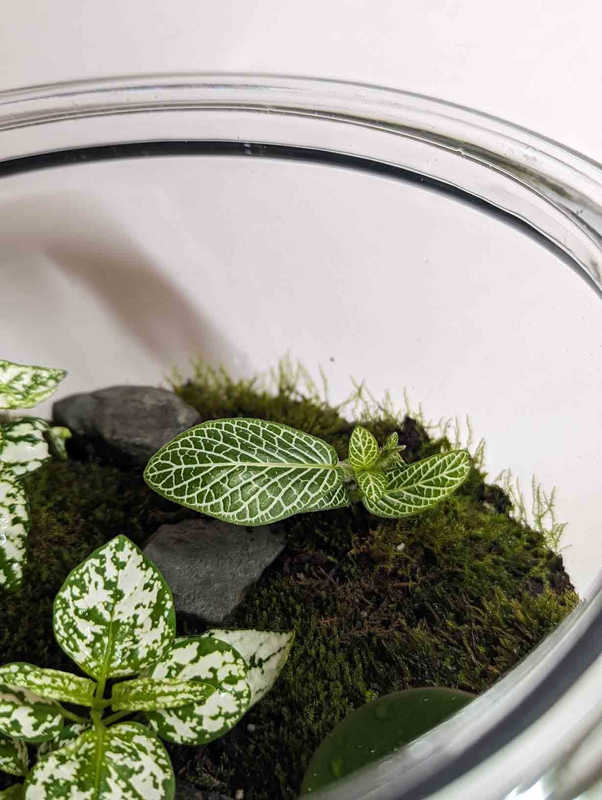 Kit terrarium diy 2 plantes - fittonia